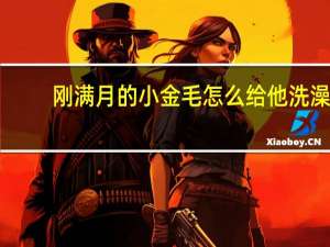 刚满月的小金毛怎么给他洗澡