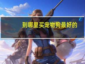 到哪里买宠物狗最好的