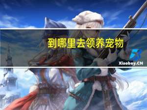到哪里去领养宠物