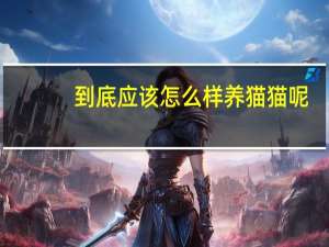 到底应该怎么样养猫猫呢