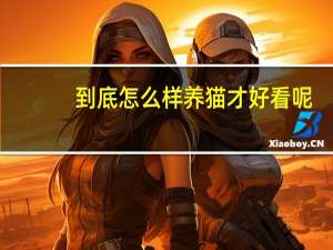 到底怎么样养猫才好看呢