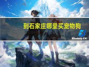 到石家庄哪里买宠物狗