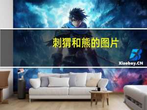 刺猬和熊的图片（刺猬和熊猫小姐）