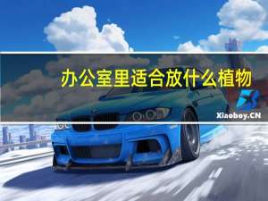 办公室里适合放什么植物