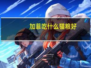 加菲吃什么猫粮好