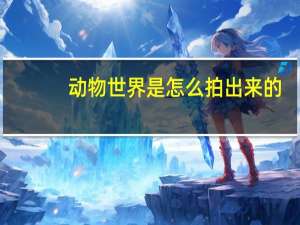 动物世界是怎么拍出来的