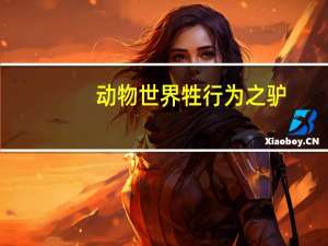 动物世界牲行为之驴（动物世界性行为马驴）