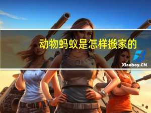 动物蚂蚁是怎样搬家的