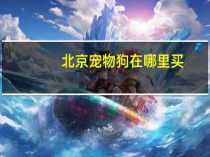 北京宠物狗在哪里买