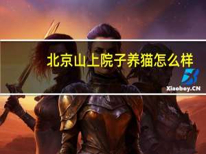 北京山上院子养猫怎么样
