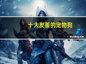 十大友善的宠物狗