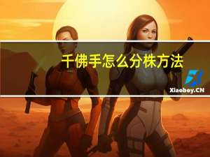 千佛手怎么分株方法