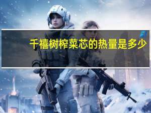 千禧树 榨菜芯的热量是多少