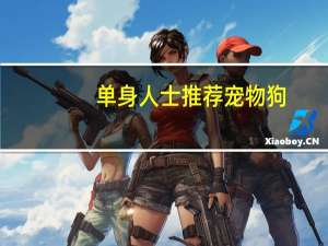 单身人士推荐宠物狗