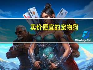 卖价便宜的宠物狗