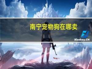 南宁宠物狗在哪卖