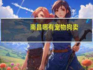 南昌哪有宠物狗卖