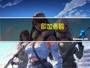 印加燕鸥（印加无毛犬）