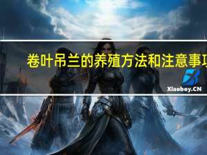 卷叶吊兰的养殖方法和注意事项