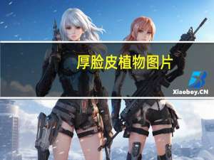 厚脸皮植物图片（厚脸皮植物）