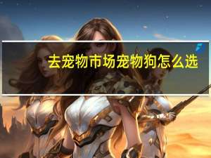 去宠物市场宠物狗怎么选