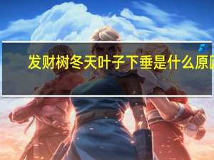 发财树冬天叶子下垂是什么原因,怎么补救