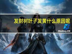 发财树叶子发黄什么原因呢