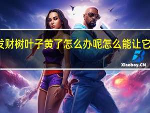 发财树叶子黄了怎么办呢怎么能让它绿了啊