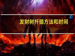 发财树扦插方法和时间