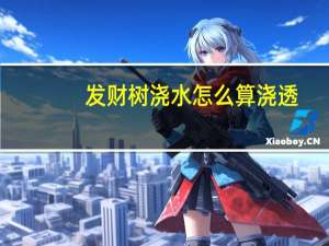 发财树浇水怎么算浇透