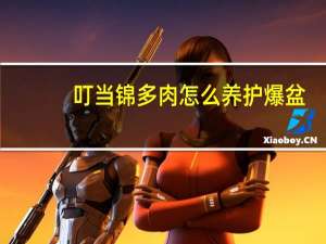叮当锦多肉怎么养护爆盆