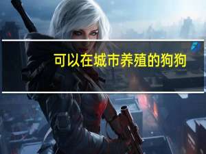 可以在城市养殖的狗狗
