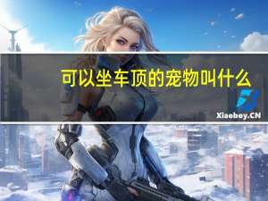 可以坐车顶的宠物叫什么