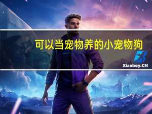 可以当宠物养的小宠物狗