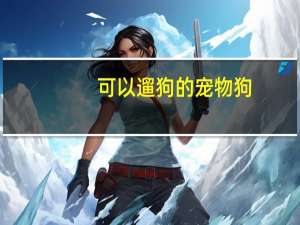 可以遛狗的宠物狗