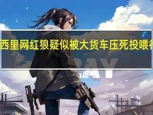 可可西里网红狼疑似被大货车压死 投喂行为引反思