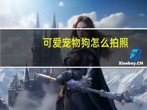 可爱宠物狗怎么拍照