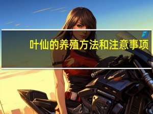 叶仙的养殖方法和注意事项