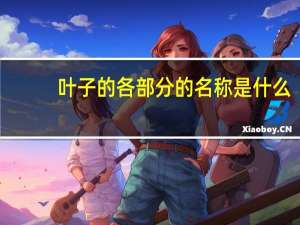 叶子的各部分的名称是什么