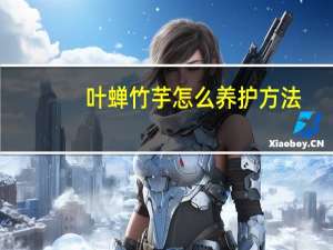 叶蝉竹芋怎么养护方法