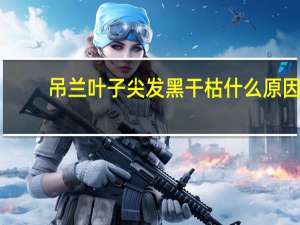 吊兰叶子尖发黑干枯什么原因