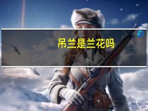 吊兰是兰花吗