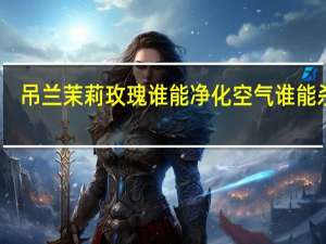 吊兰茉莉玫瑰谁能净化空气谁能杀菌