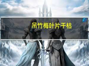 吊竹梅叶片干枯