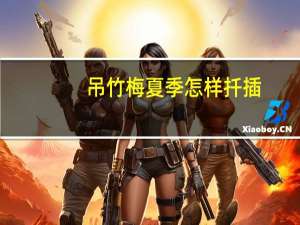 吊竹梅夏季怎样扦插