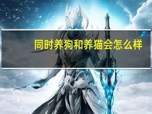 同时养狗和养猫会怎么样