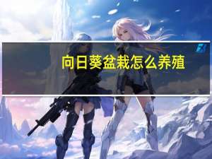 向日葵盆栽怎么养殖