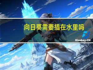 向日葵需要插在水里吗