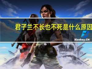 君子兰不长也不死是什么原因