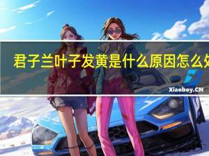 君子兰叶子发黄是什么原因怎么处理